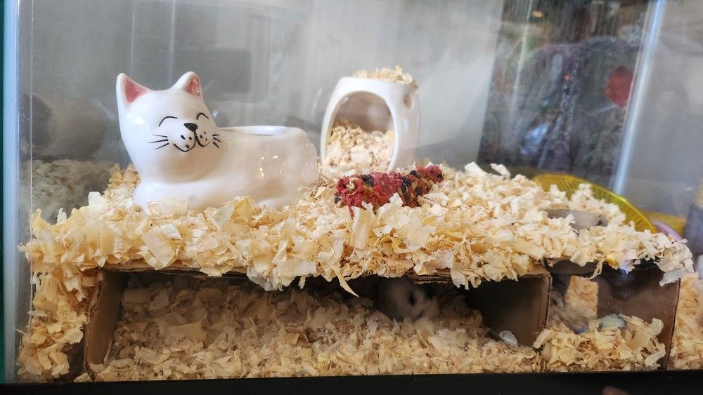 10 Gallon Tank Hamster Set Up