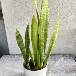 Snake Plant in white ceramic planters