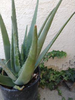 Aloe Vera Plant-Large
