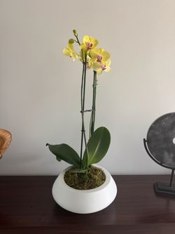 Yellow Orchid Arrangements