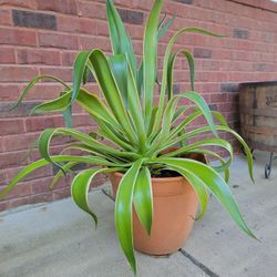 LARGE Agave Plant