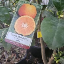 Honey Mandarin Plant 