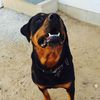 Hector