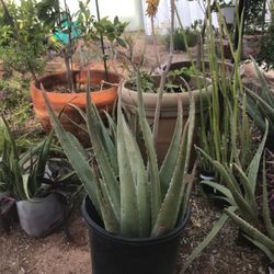 Yellow Aloes Various sizes $5 and up