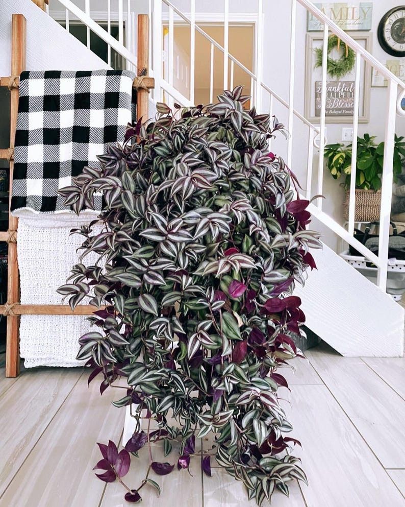 Wandering Jew Purple Tradescantia Zebrina Plants 45 Pack In Starter Pots