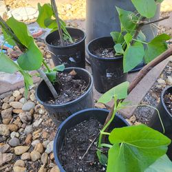 potted Chayote plants