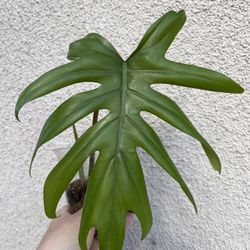 Beautiful Philodendron Mayoi Top Plant CUTTING- Active Root