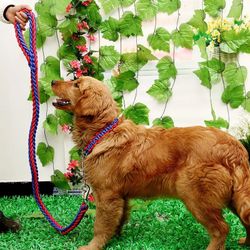 Braided Nylon Dog Leash With Metal Chain