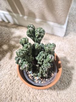 Cactus