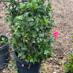 Pink Hibiscus