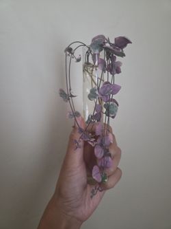Plant rooting in water