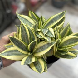 Snake Plant Golden Hahnii-6in Pot 