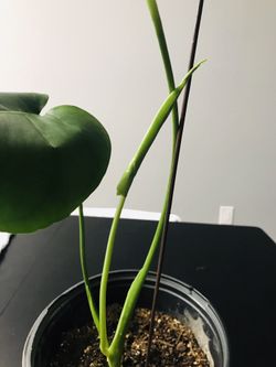 ✅✅✅MONSTERA DELICIOSA, ROOTED PLANT✅💚. IN A 3 GALLONS POT ✅🌳