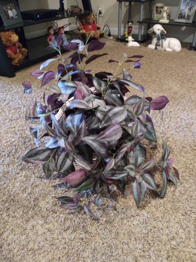 Fake plant vary nice for 20.00