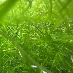 Guppy Grass (Naja Guadelupensis)
