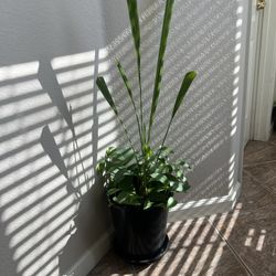 Indoor Plant 