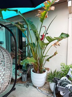 Large bird of paradise with pot