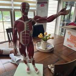 Axis Scientific 27 Part Half Life Size Muscular Figure 