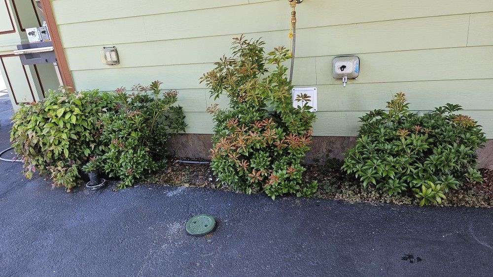 4 Plants FREE Japanese Pieris or Lily-of-the-Valley shrub..