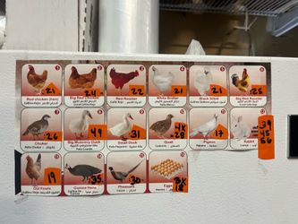 Venta de gallinas indias gordonises conejos etc