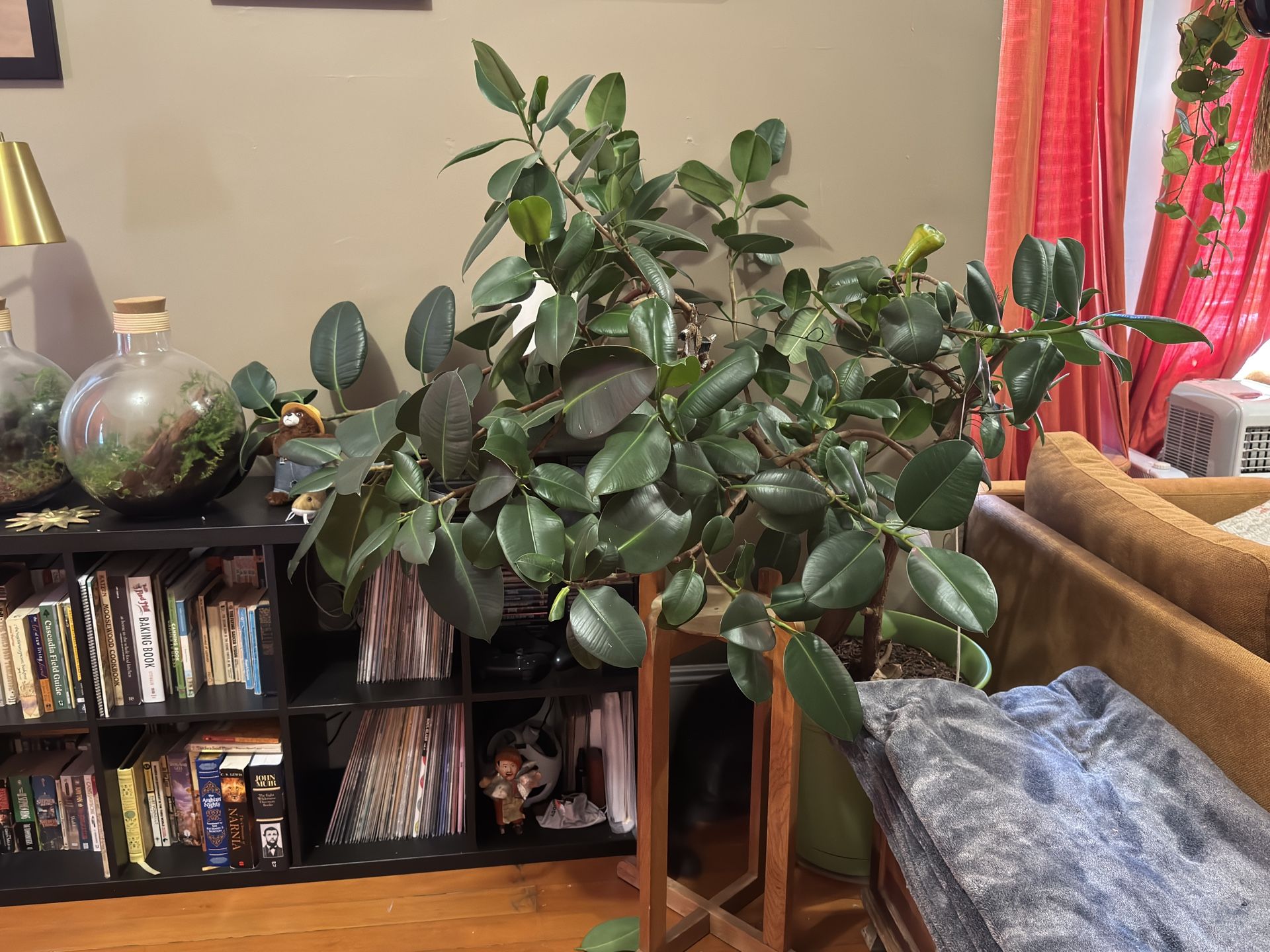 Rubber Tree Plant -Big Boi