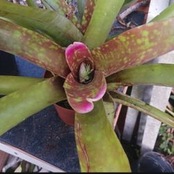 Fingernail Bromeliad Neoregelia Landscape Plant