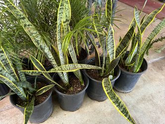 Snake plant 5 gallon pot 18$ each