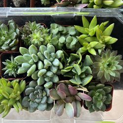 Various Little Succulents Cactus Plant In Pots