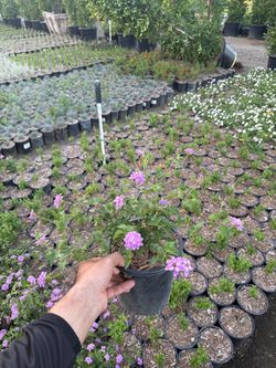 Purple Lantana 1-gallon