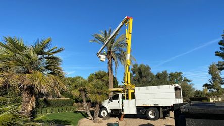 Palm Trees/ TREES