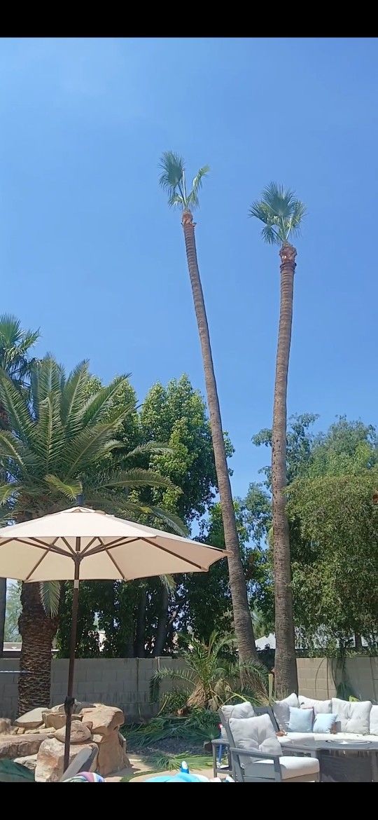 Palm Tree - Limpio Palmas Estimado Gratis