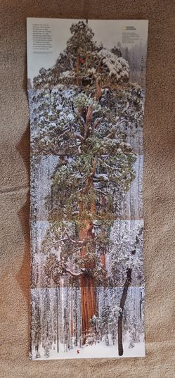 Giant Sequoia Poster (2012)