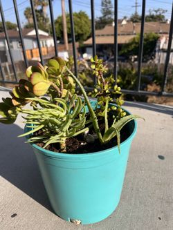 Potted Plants