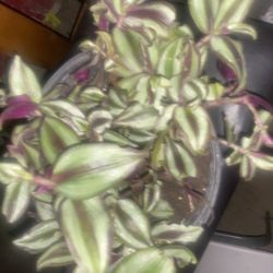 Have Different Sizes Of Pots Of This Plant 