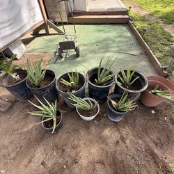Aloe Vera Plants – Multiple Sizes