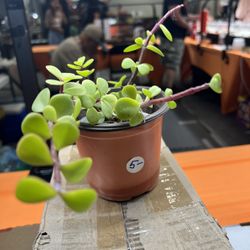 ELEPHANT FOOD SUCCULENT 