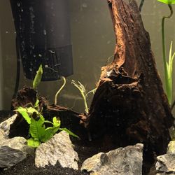 Planted 30 Gallon Fish Tank With Fish And Accessories 
