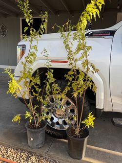 Plants (2)