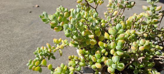 Beautiful succulent plants
