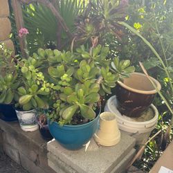 3 Type Succulents In A Pot.