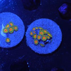 Rasta Zoa Coral Decoration Zoanthid 