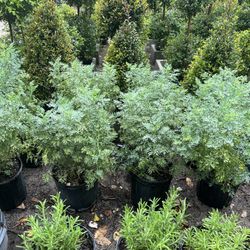 Rudas ( Rue) In 3 gls Pot. SPECIAL PRICE 🤩