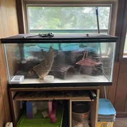 Bearded Dragon Tank