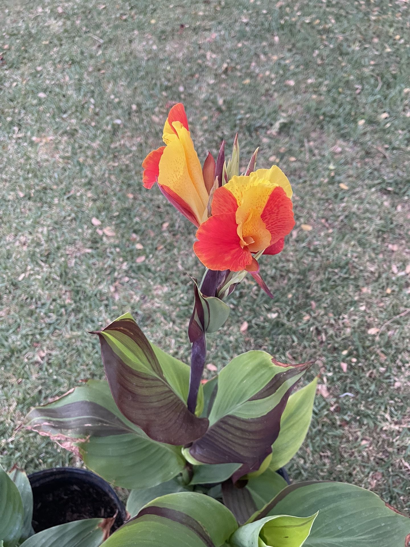 Canna Lily Plants In 5 Gallon Pots