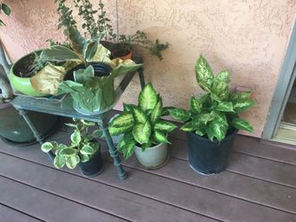Variety of plants for sale