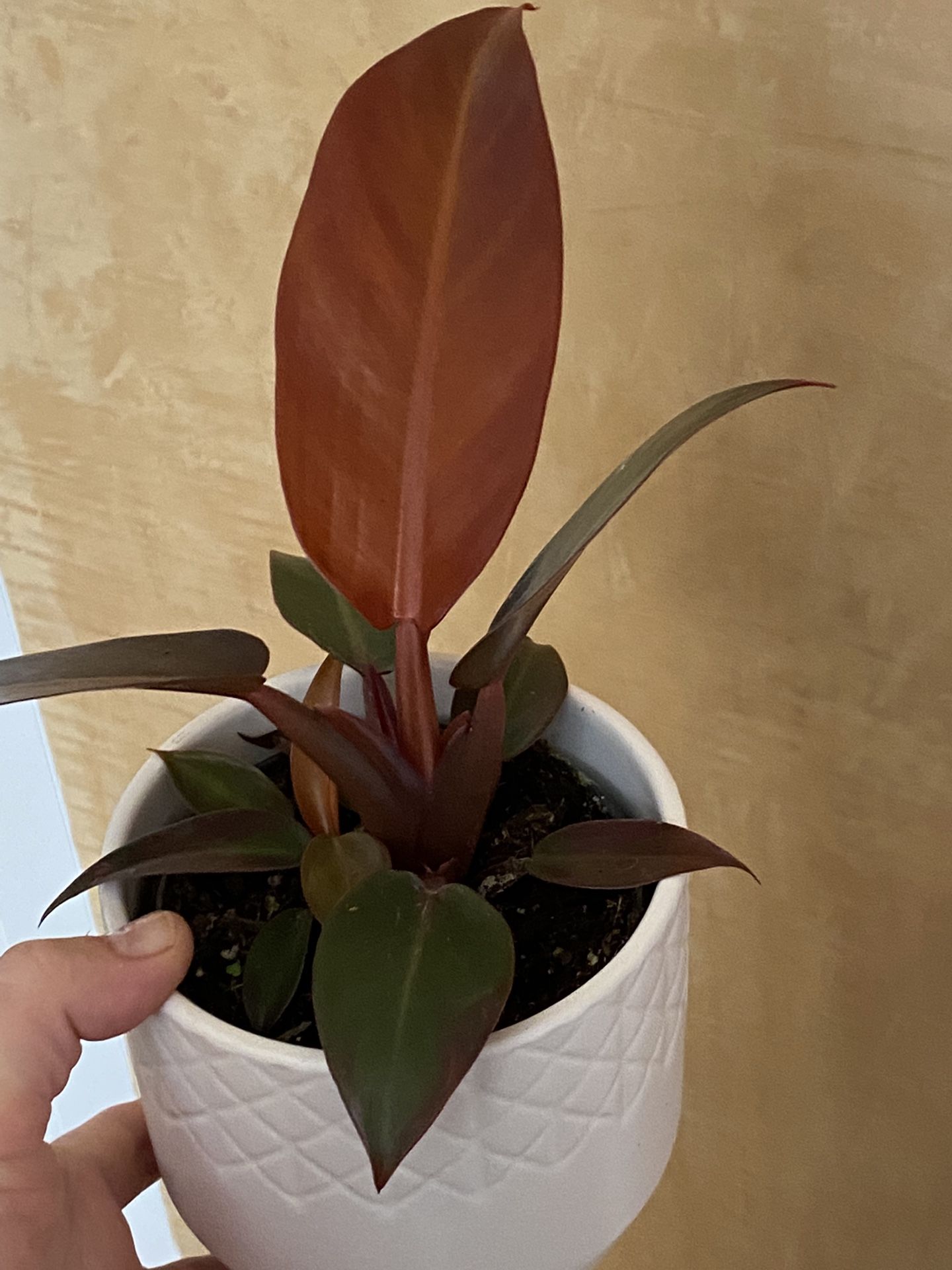 Philodendron Imperial Red In Ceramic Pot