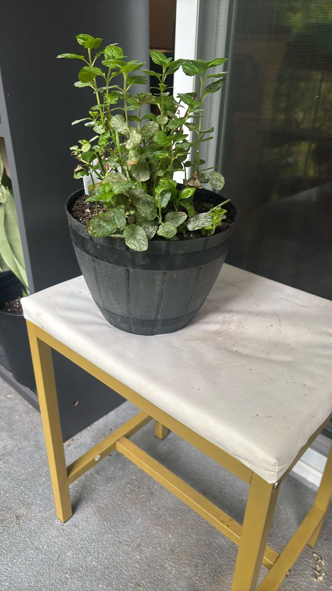Mint Plant