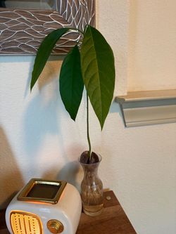 PLANTS FOR SALE! 🌱 East