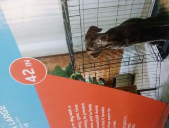 Large Crate For Large Dog