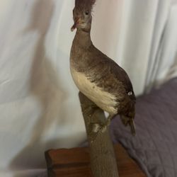 Taxidermy Bird “Roadrunner”